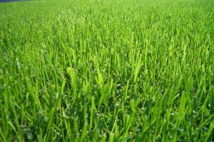 Healthy lawn