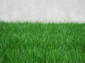 fertilized grass