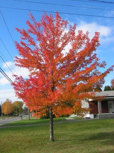 Fall lawn care