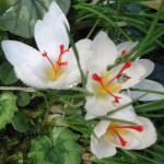 Crocus 'Albus'