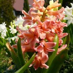 Hyacinth 'Gypsy Queen'