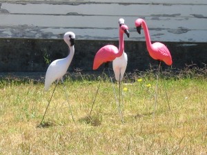 Pink flamingoes