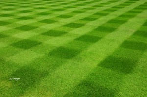 Checkerboard grass