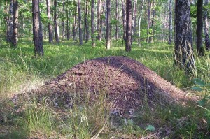 "Ant hill cm02". Licensed under CC BY-SA 3.0 via Wikimedia Commons - https://commons.wikimedia.org/wiki/File:Ant_hill_cm02.jpg#/media/File:Ant_hill_cm02.jpg