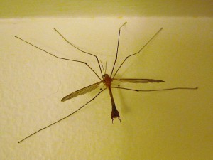 Crane fly