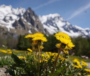 "Dandelions and mountains" by Tiia Monto. Licensed under CC BY-SA 3.0 via Wikimedia Commons - https://commons.wikimedia.org/wiki/File:Dandelions_and_mountains.jpg#/media/File:Dandelions_and_mountains.jpg