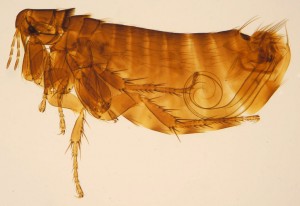 "Ceratophyllus gallinae male ZSM" by Katja ZSM - Own work. Licensed under CC BY-SA 3.0 via Wikimedia Commons - https://commons.wikimedia.org/wiki/File:Ceratophyllus_gallinae_male_ZSM.jpg#/media/File:Ceratophyllus_gallinae_male_ZSM.jpg