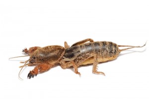 Mole cricket