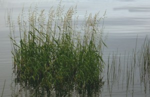 grass_in_water
