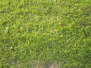 grass_with_weeds