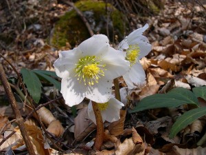 helleborus