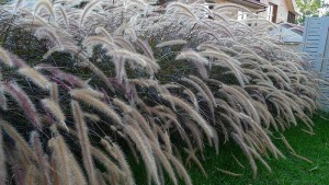 purple fountain grass