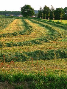 raked lawn