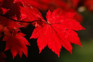 red_leaves