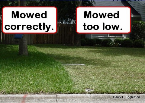 Image result for lawn mowing height